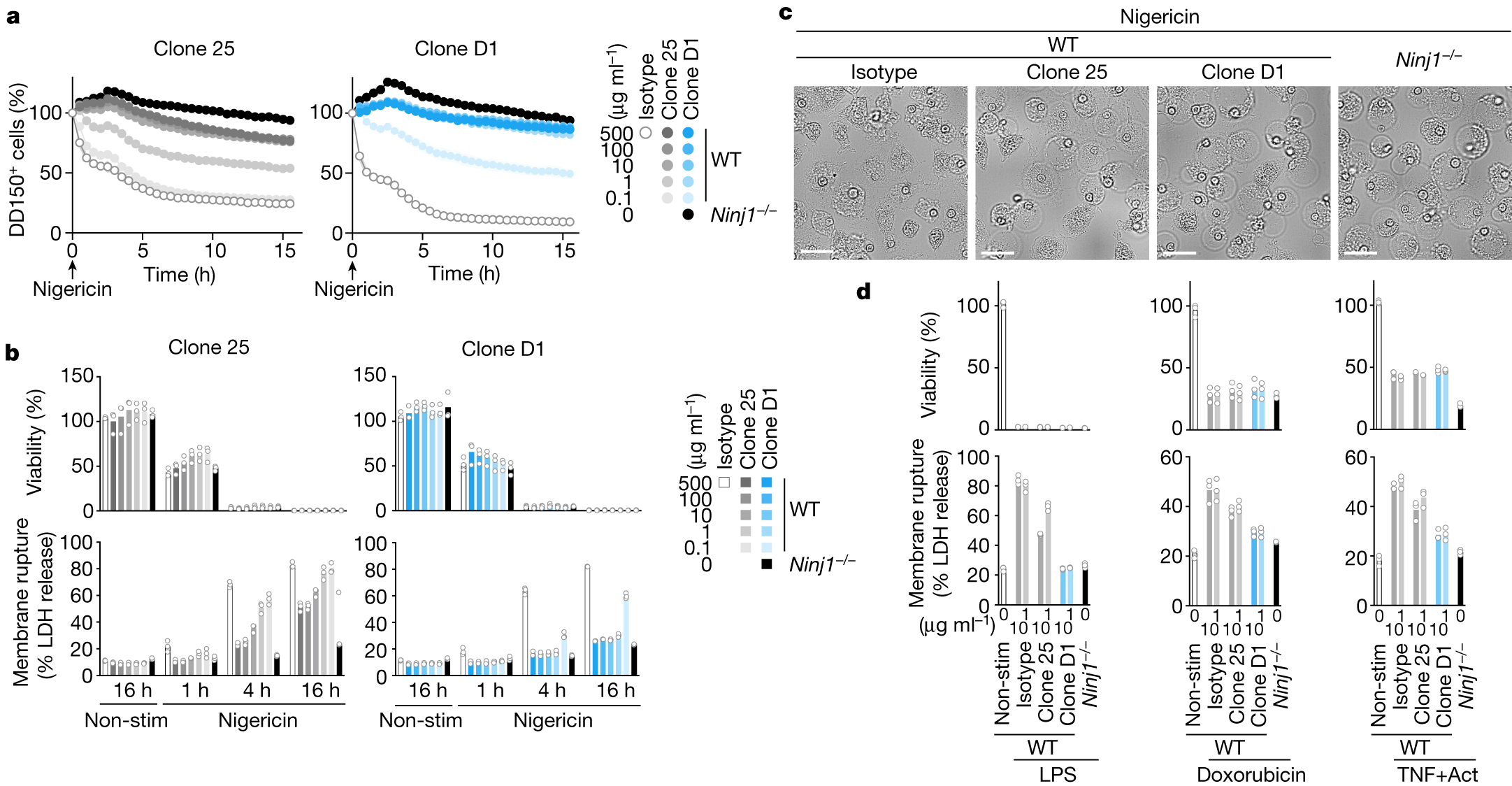 Fig. 2: Clone D1 potently inhibits NINJ1-dependent PMR.