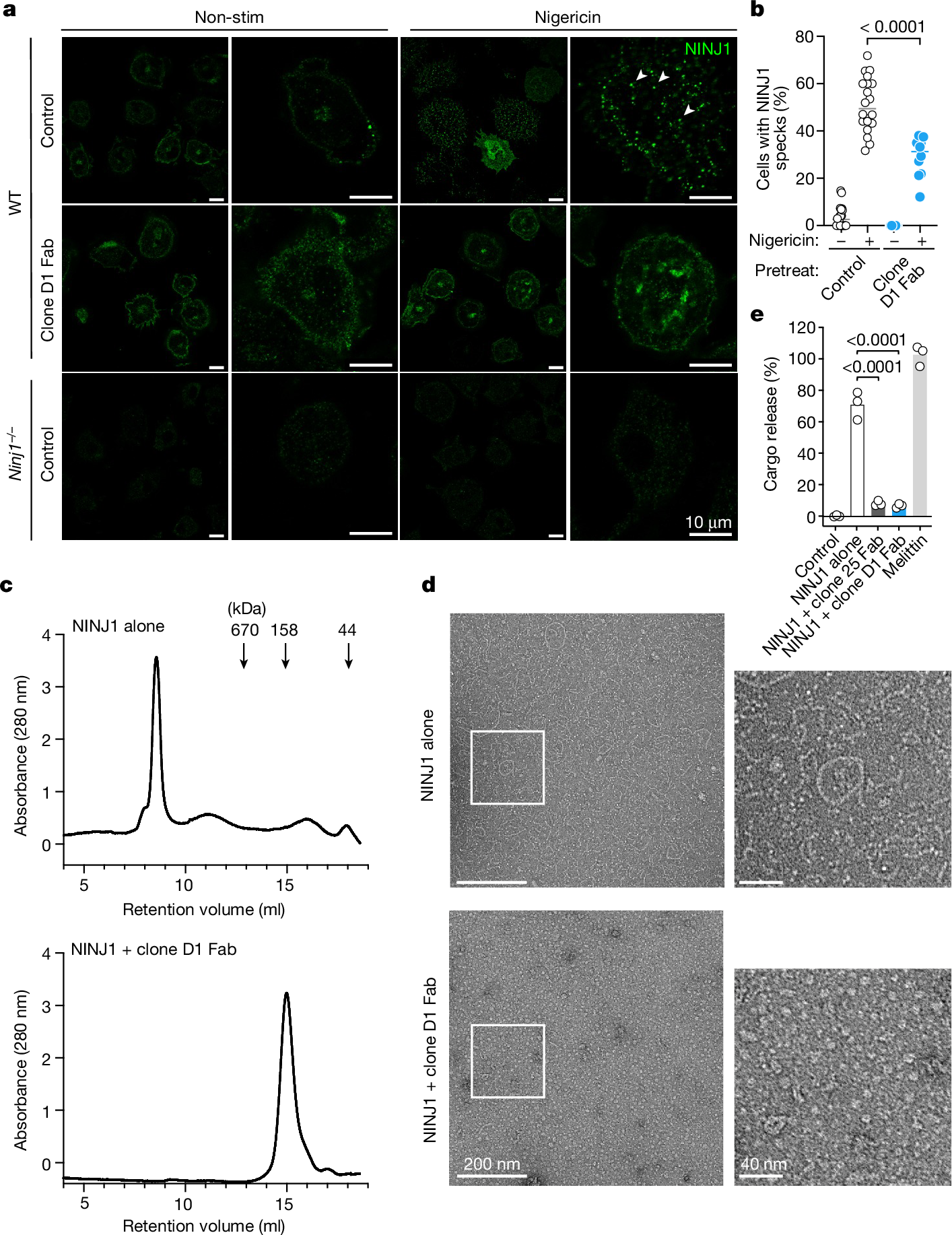 Fig. 3: Clone D1 attenuates NINJ1 oligomerization.