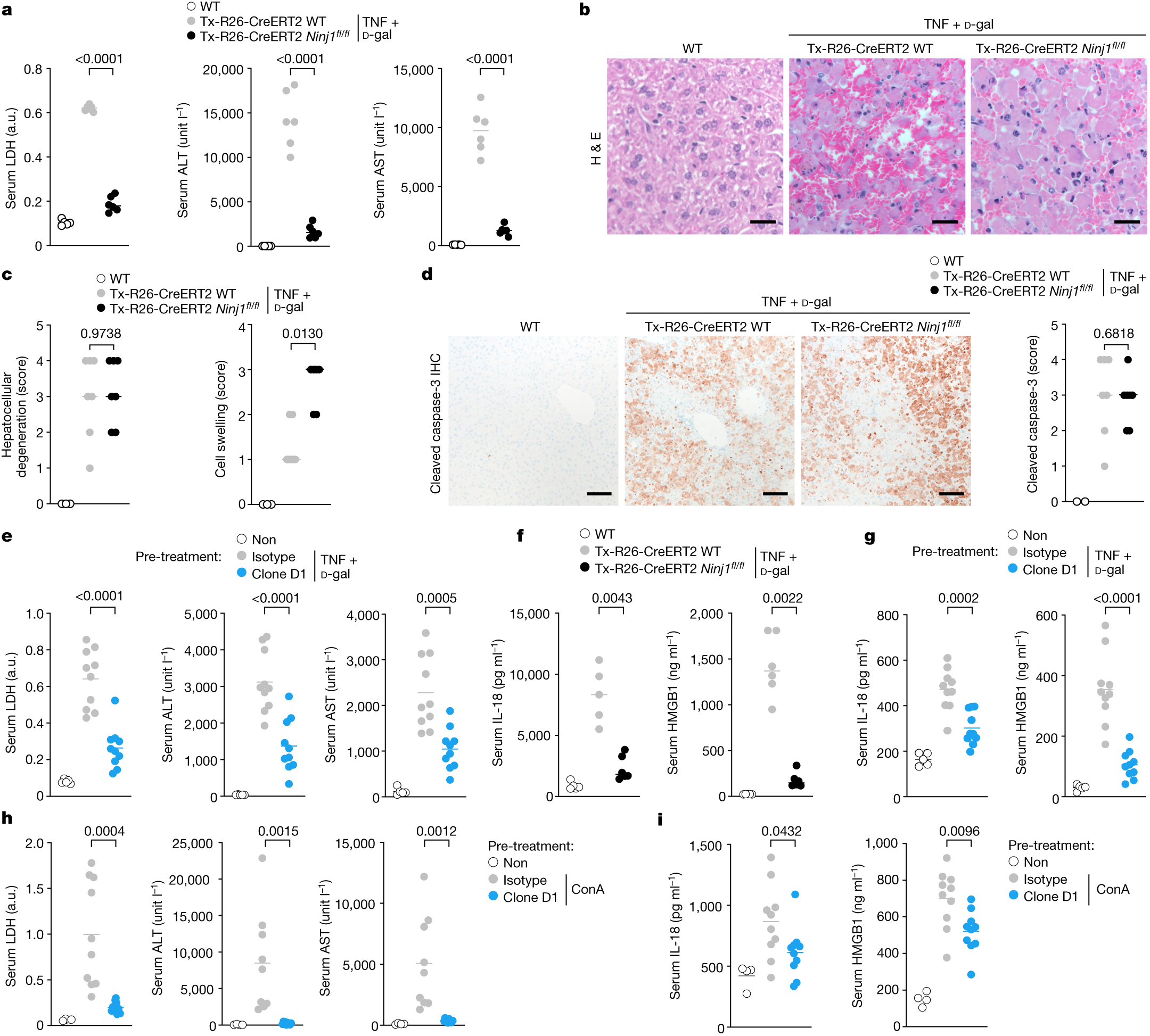 Fig. 4: Clone D1 limits NINJ1-dependent PMR and DAMP release in vivo.