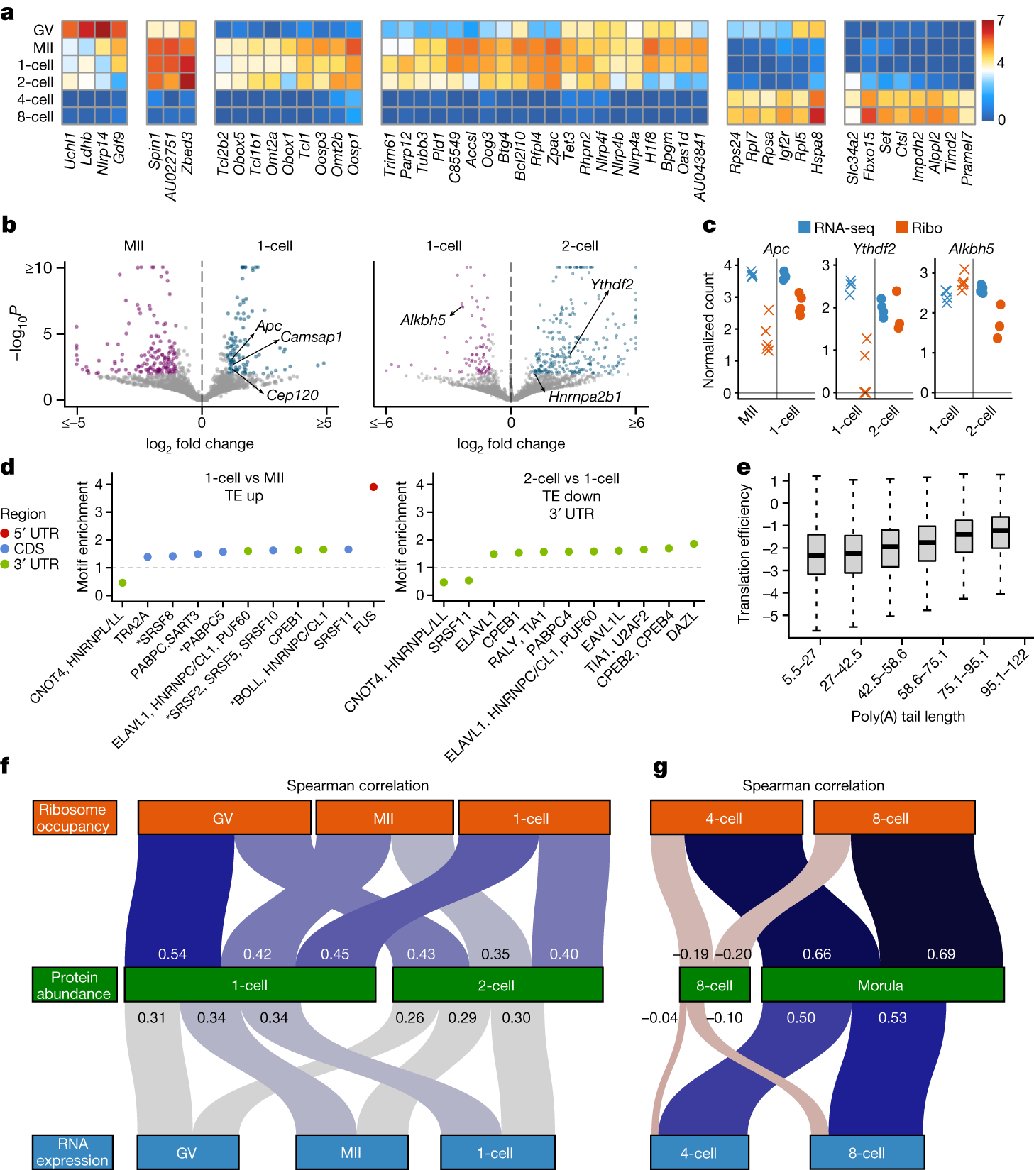 Fig. 5: Differential translation efficiency between developmental stages and association between ribosome occupancy and protein abundance.