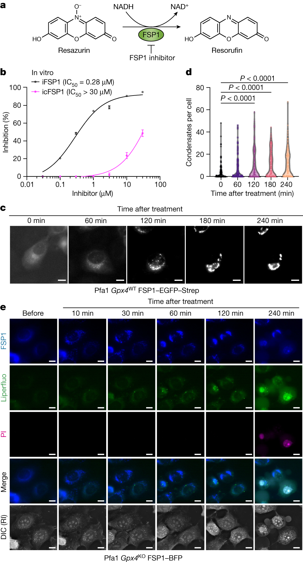 Fig. 2: icFSP1 indirectly inhibits FSP1 by inducing condensate formation.