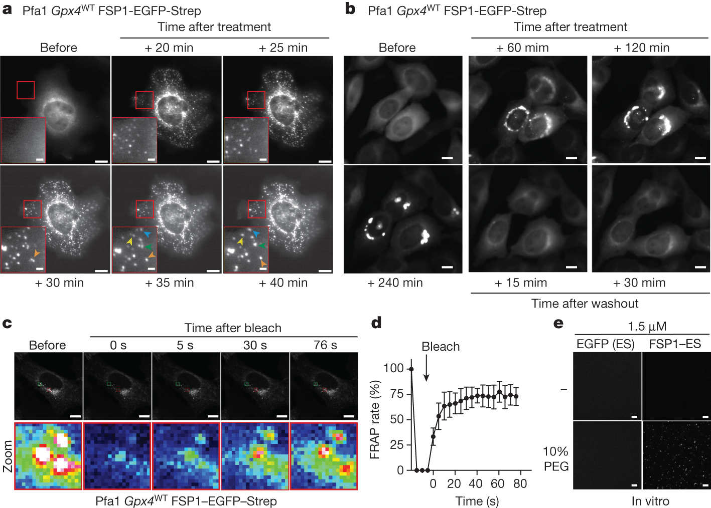 Fig. 3: FSP1 condensates are liquid droplets.