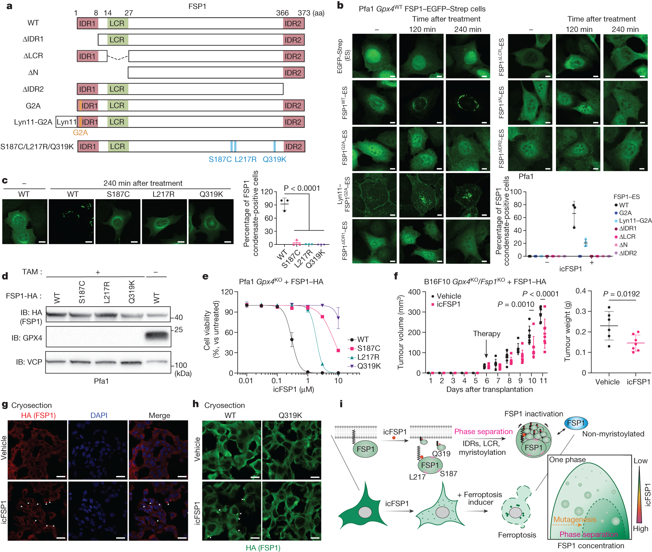 Fig. 4: Distinct structural features of FSP1 are required for phase separation.