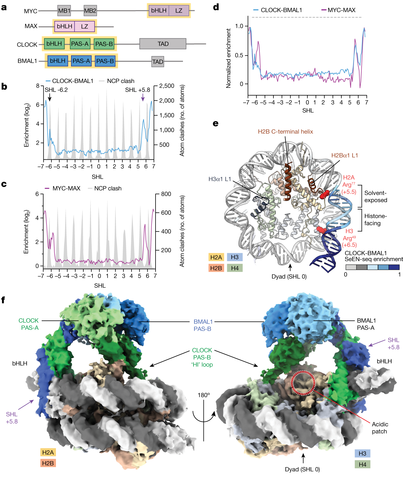 Cooperation between bHLH transcription factors and histones for DNA access  | Nature