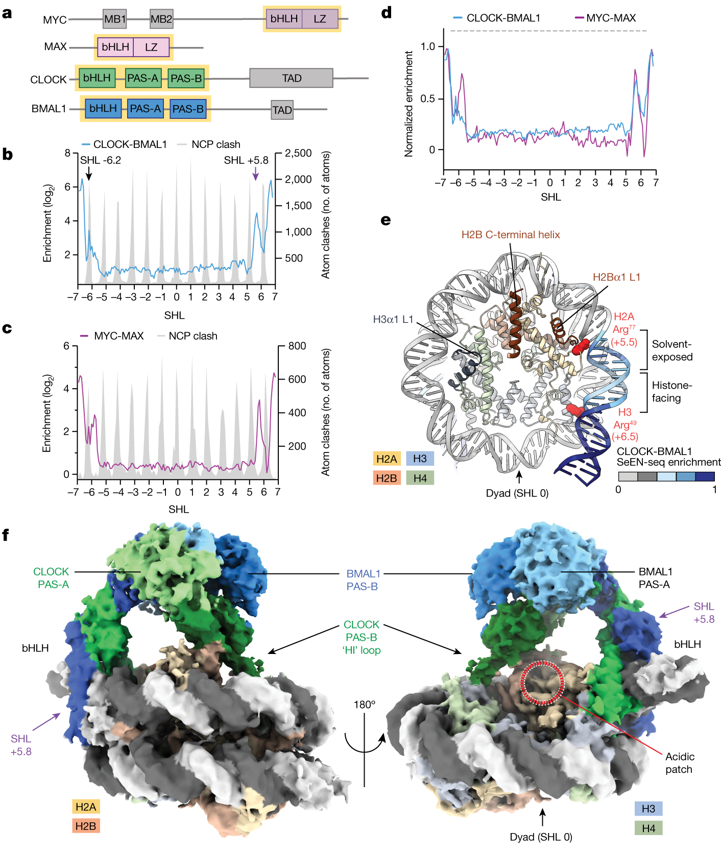 Vecteur Stock Biological structure of Nucleosome with histone protein, core  DNA and Linked DNA chain inside cell