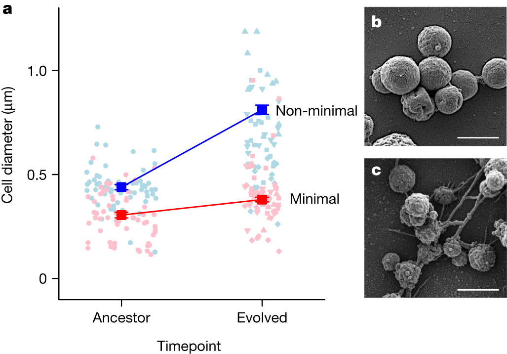 Fig. 4: The effect of genome minimization on the evolution of cell size.