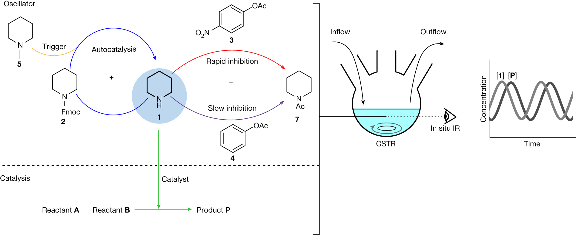 A catalytically active oscillator made from small organic molecules - Vimarsana News