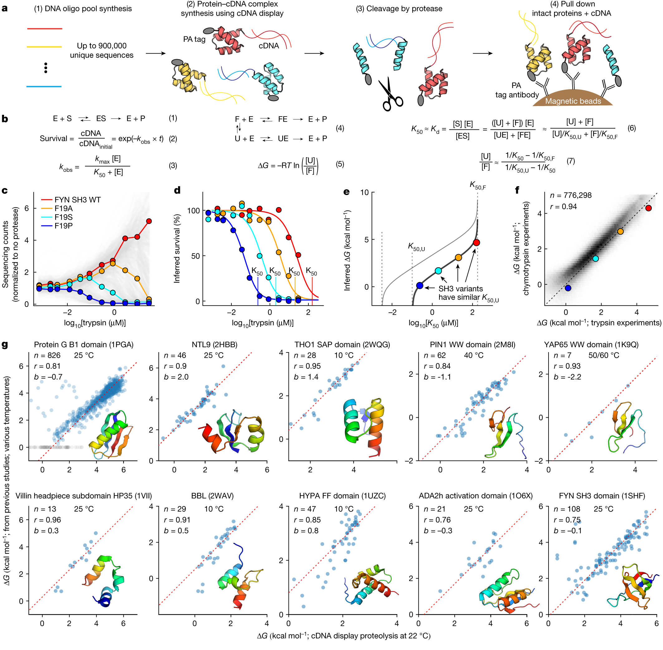 Mega-scale experimental analysis of protein folding stability in biology  and design