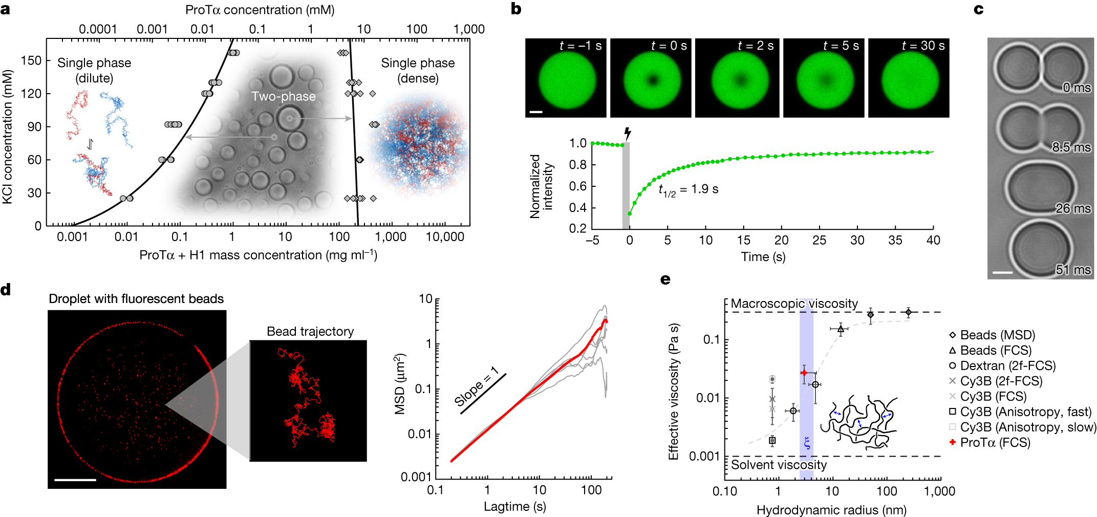 Extreme dynamics in a biomolecular condensate | Nature