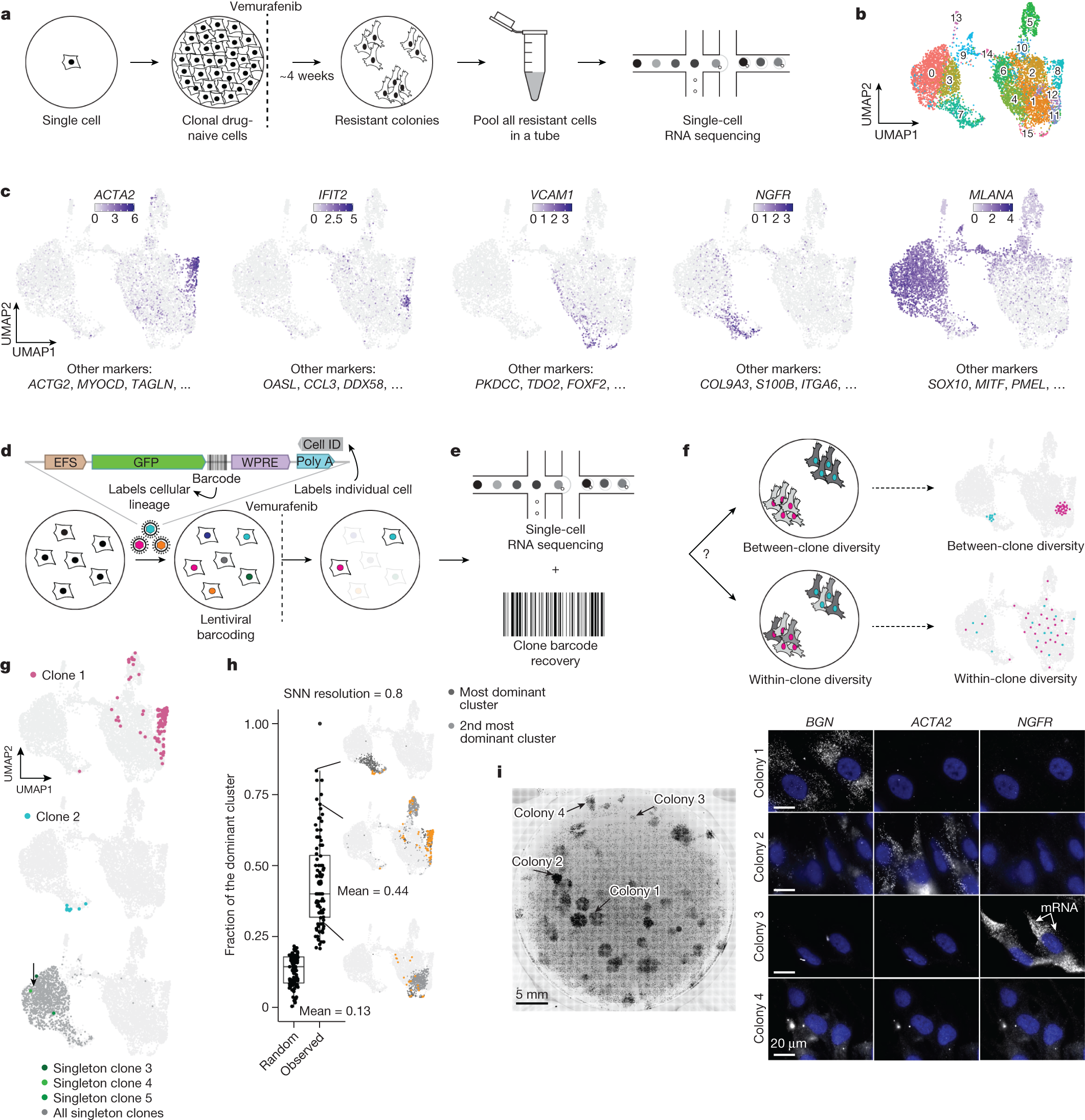 Diverse clonal fates emerge upon drug treatment of homogeneous cancer cells