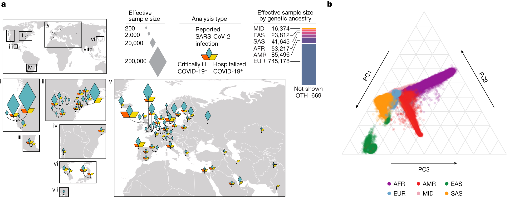 A second update on mapping the human genetic architecture of COVID-19