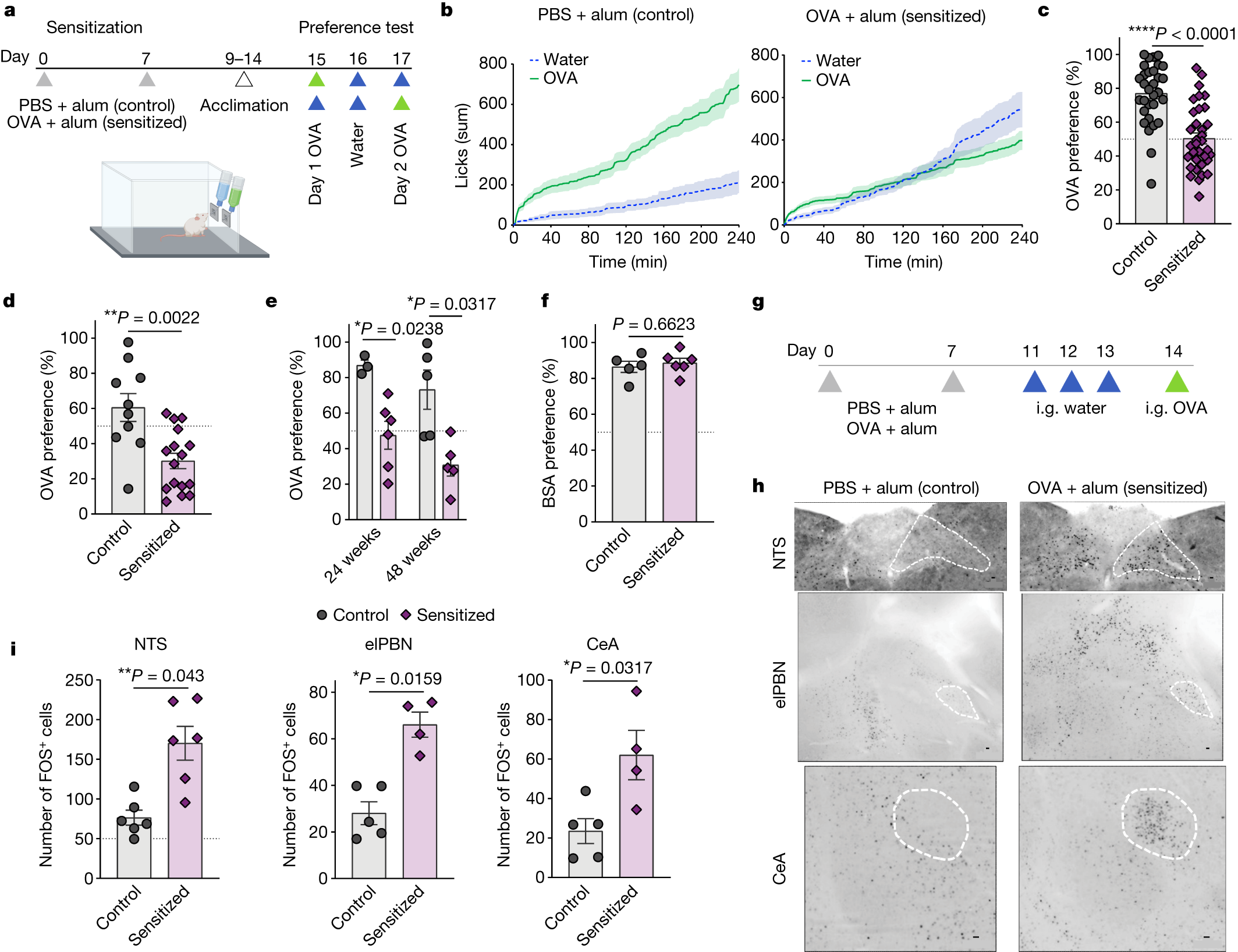 Immune sensing of food allergens promotes avoidance behaviour | Nature