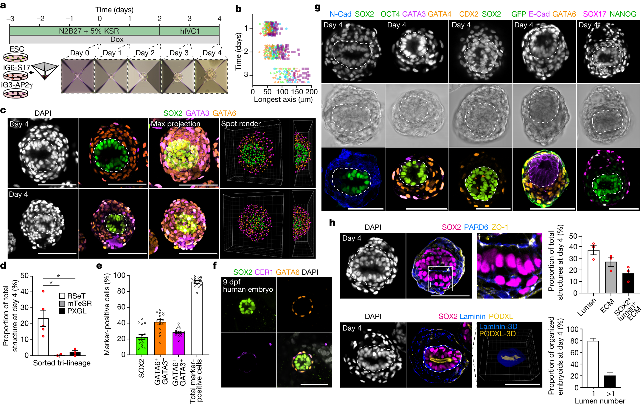 Fig. 2: Generation of inducible post-implantation human embryoids.