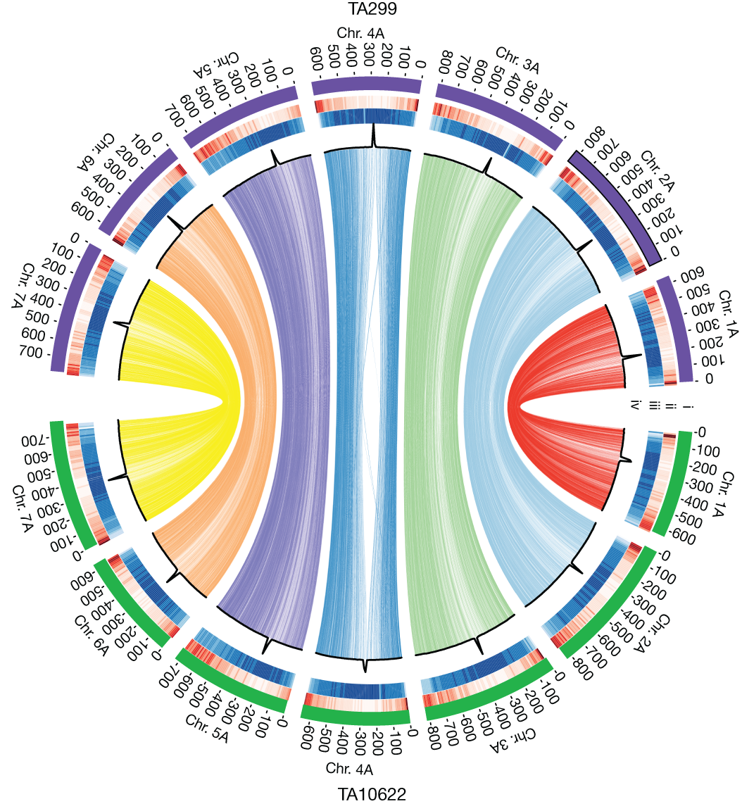 Einkorn genomics sheds light on history of the oldest domesticated wheat |  Nature