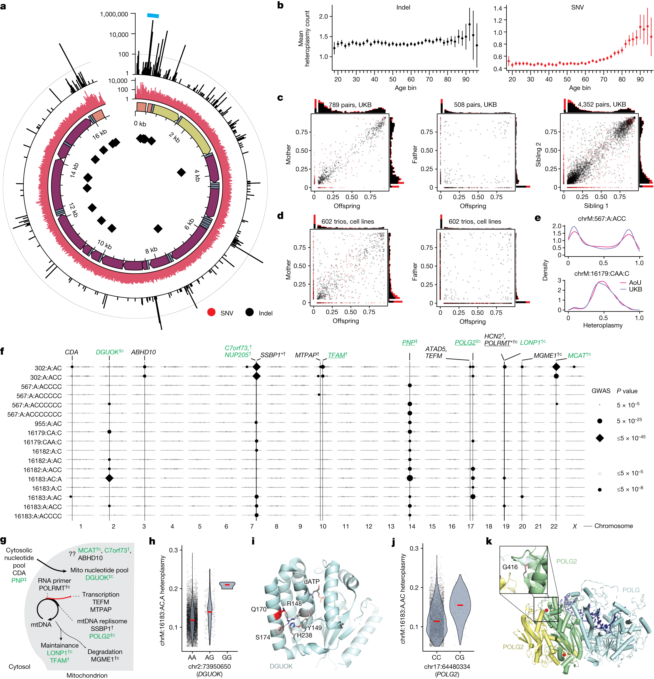 Fig. 4: Pervasive nuclear genetic control over common mtDNA heteroplasmies.