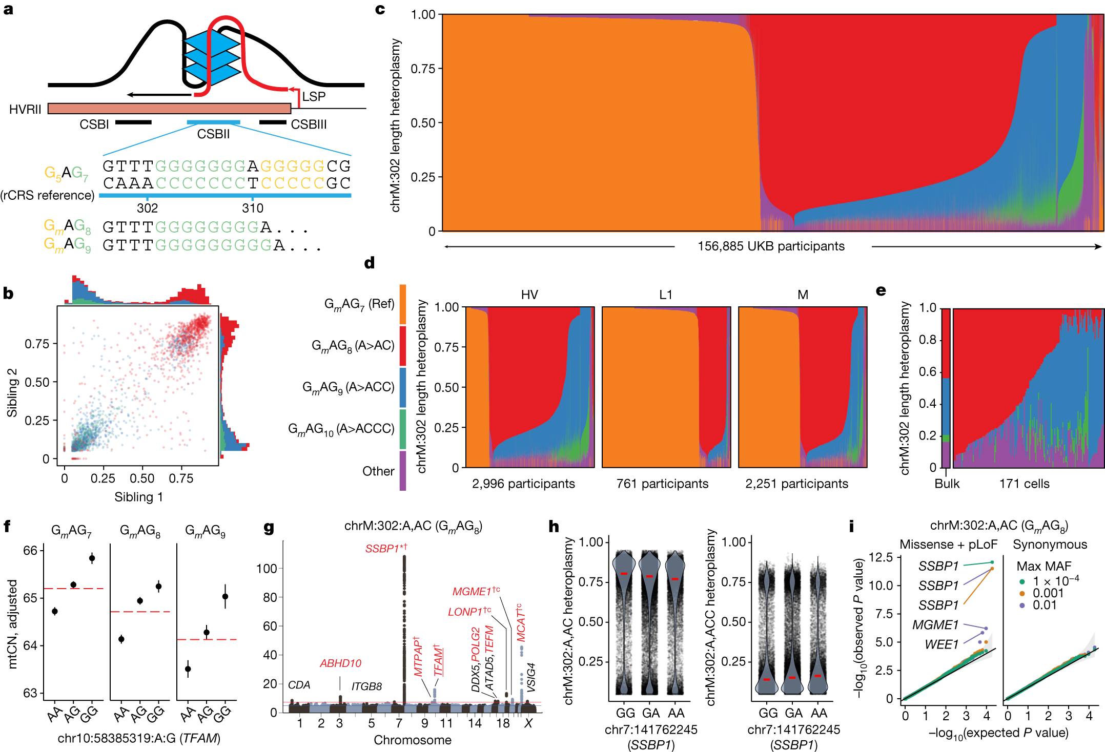 Fig. 5: Length heteroplasmies at chrM:302 are inherited maternally as mixtures, co-exist in single cells and are under the influence of variation in the nuclear genome.