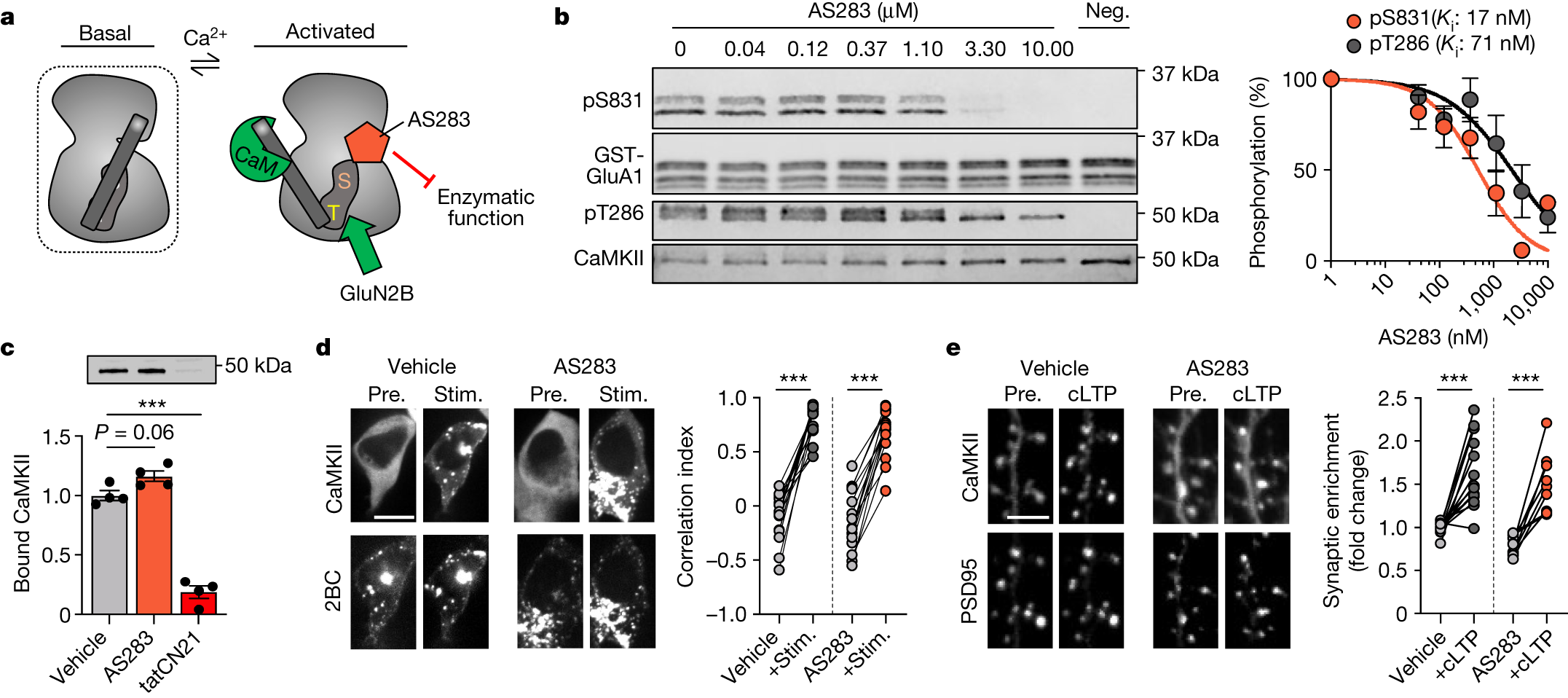 Fig. 2: AS283 inhibits CaMKII enzymatic function but does not impair GluN2B binding or synaptic localization.