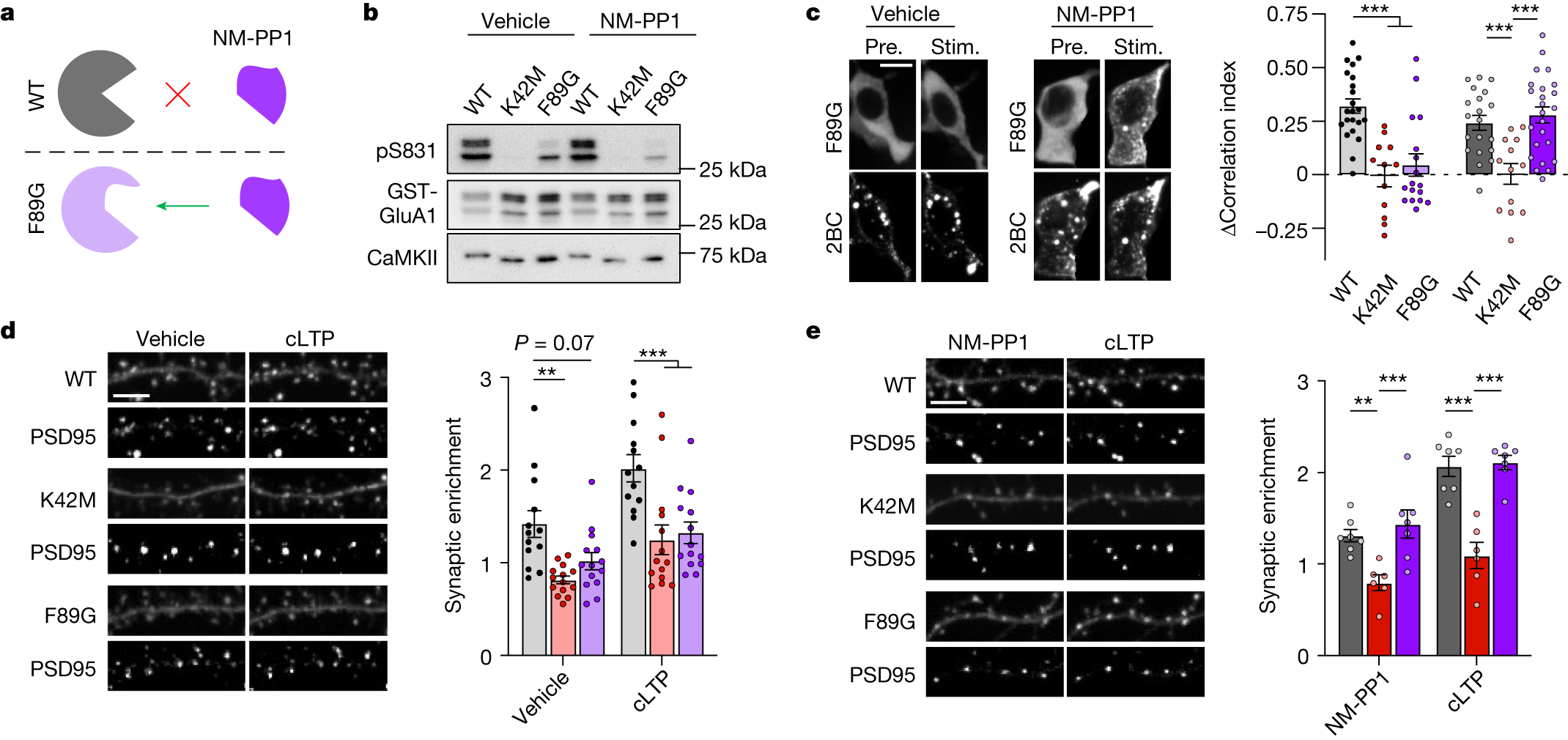 Fig. 4: The CaMKII mutation F89G impairs ATP binding but binds the ATP-competitive inhibitor NM-PP1 that restores GluN2B binding and LTP-induced synaptic translocation.
