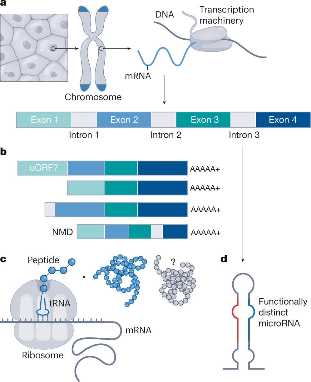 Genes, Free Full-Text