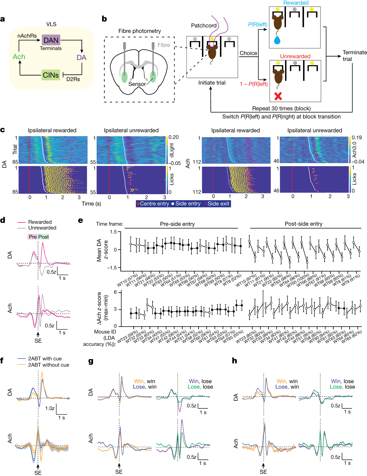 Fig. 1: Multiphasic dynamics of DA and Ach in the VLS during reward-based decision-making.