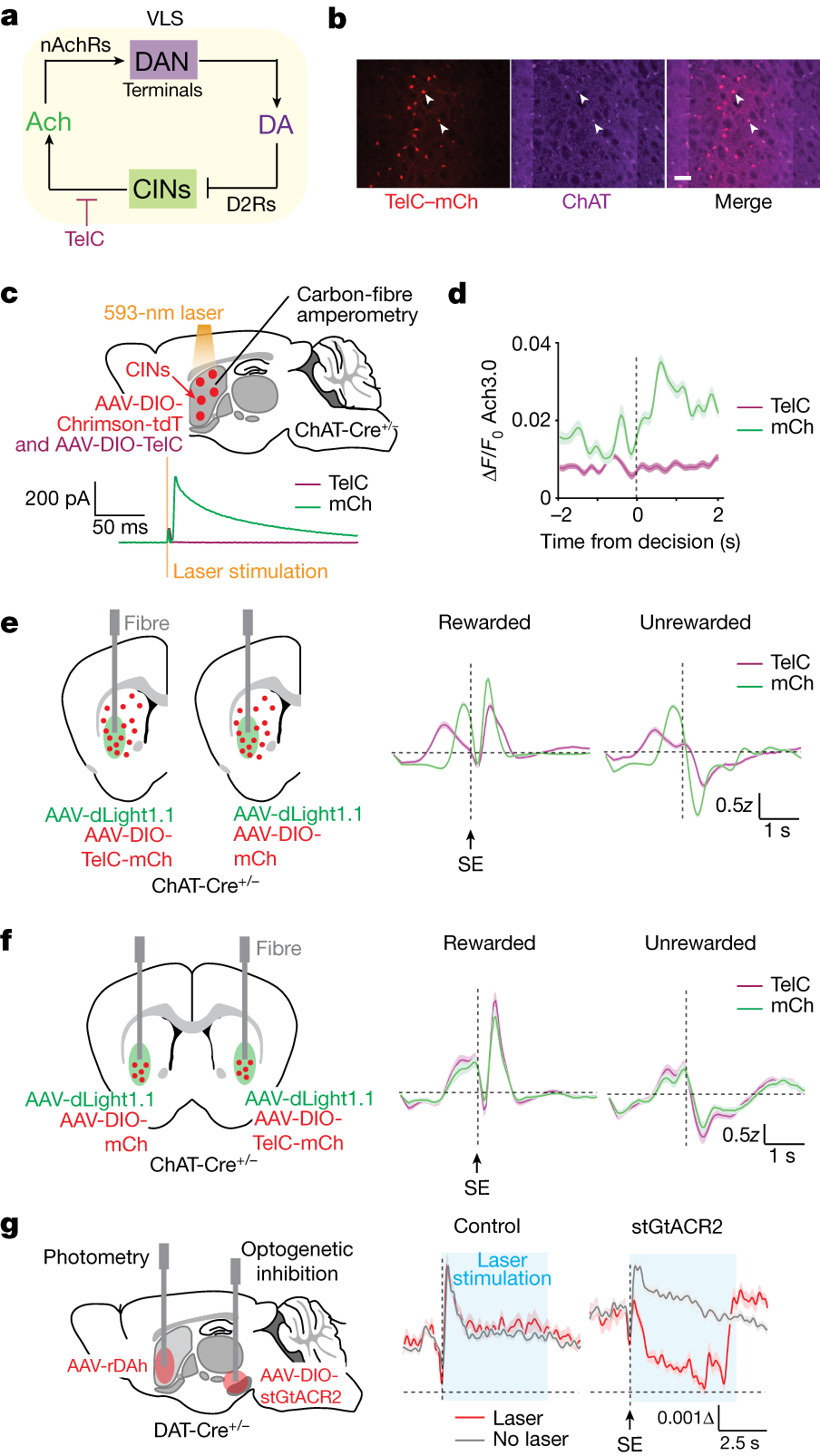 Fig. 3: Ach does not regulate DA dynamics during decision-making.