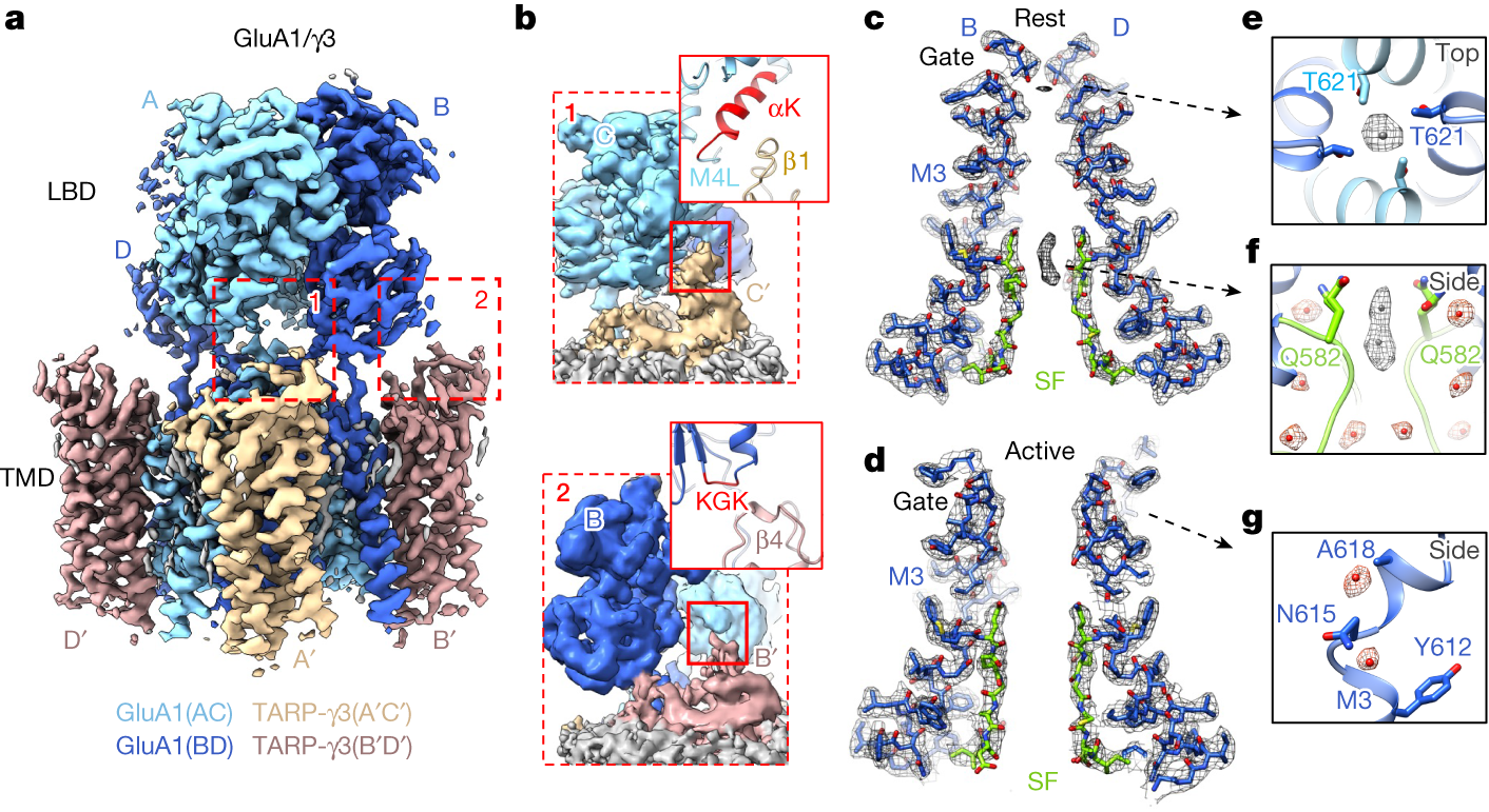 Structural mobility tunes signalling of the GluA1 AMPA glutamate receptor Nature pic