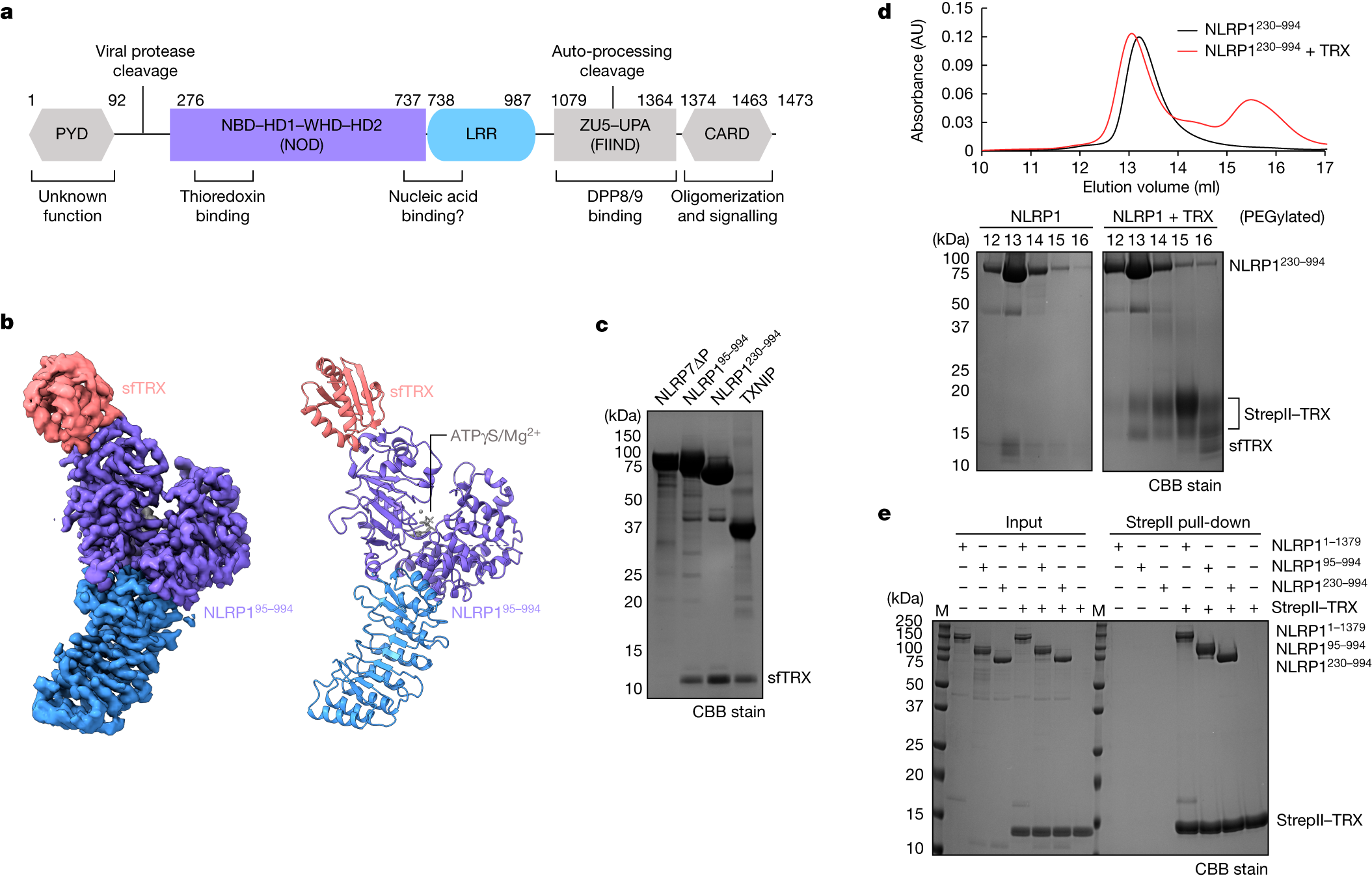 Structural basis for thioredoxin-mediated suppression of NLRP1 inflammasome  | Nature