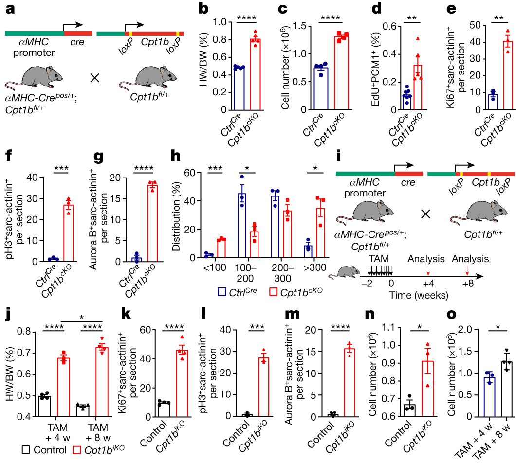 Inhibition of fatty acid oxidation enables heart regeneration in adult mice  | Nature