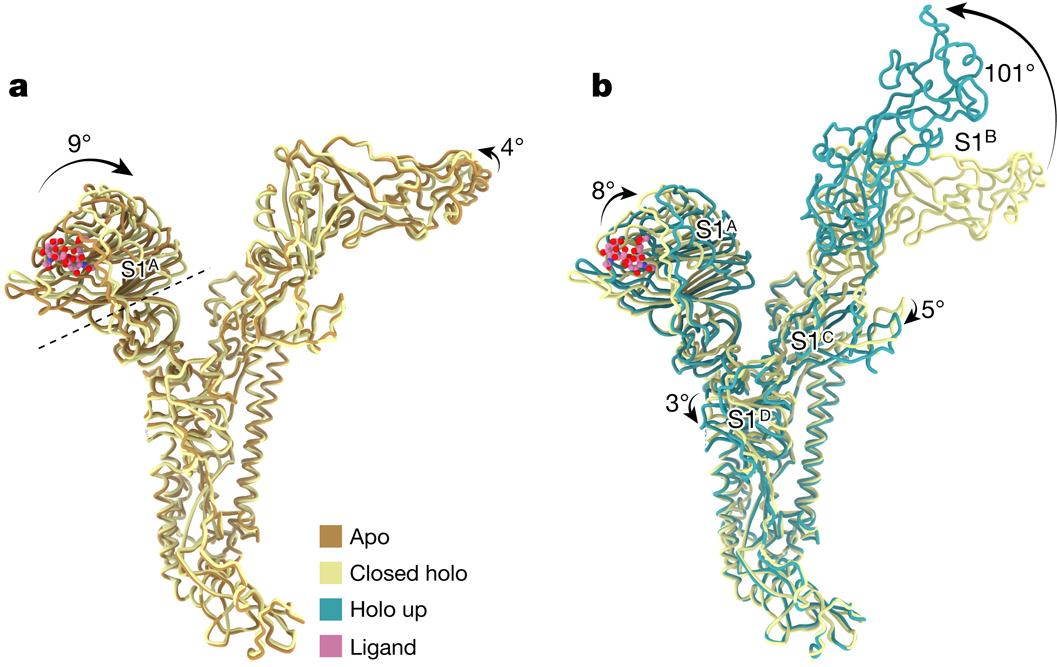 Fig. 3: Allosteric interdomain and intradomain rotations are observed following ligand binding.