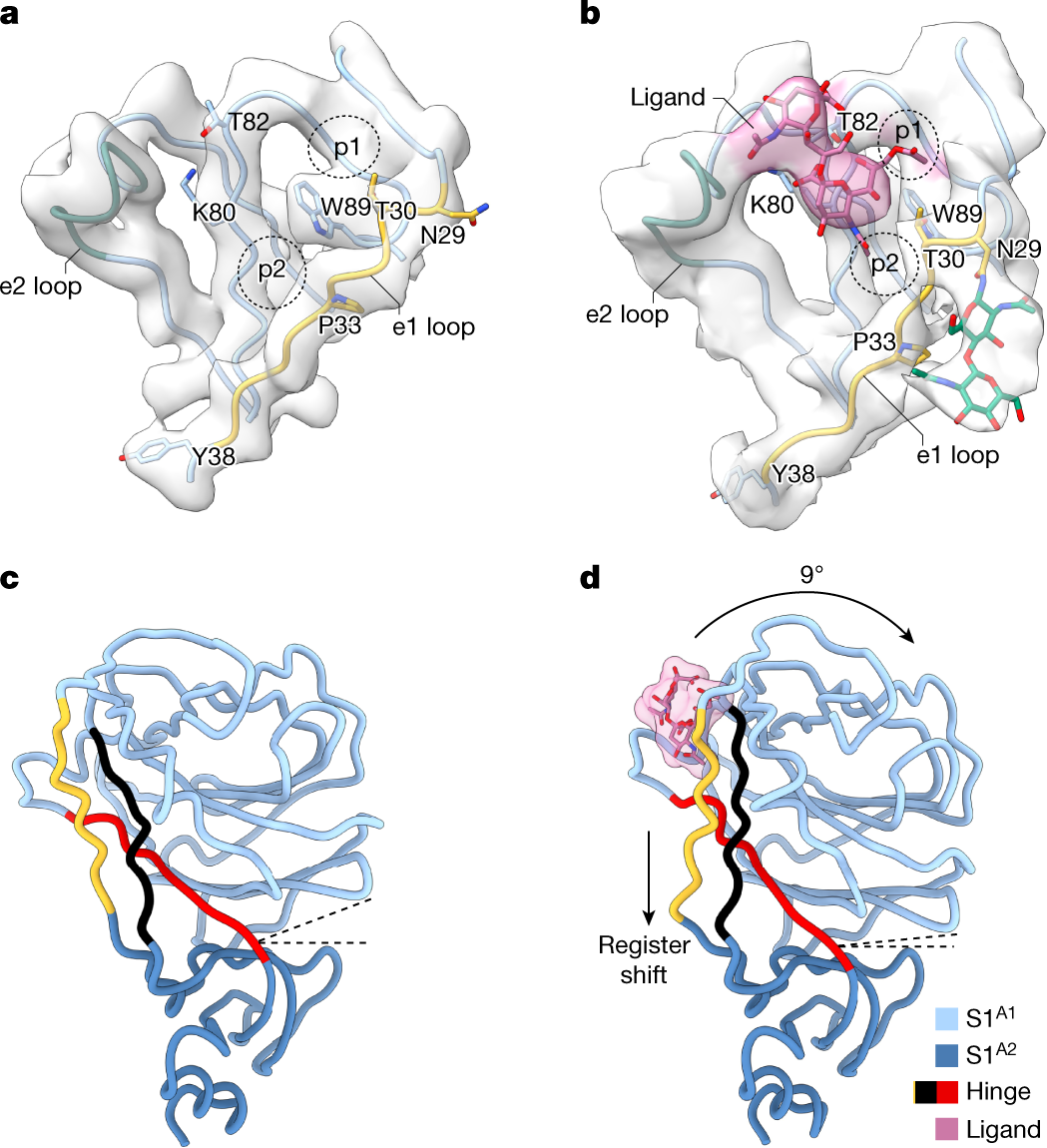 Fig. 4: Comparison of the sialic acid-binding site in the apo and closed holo S1A domains.