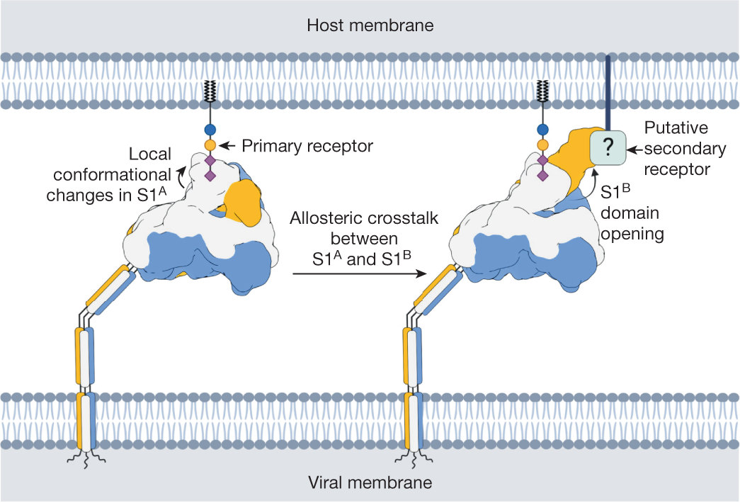 Fig. 6: Proposed model for HKU1-A spike host cell engagement.