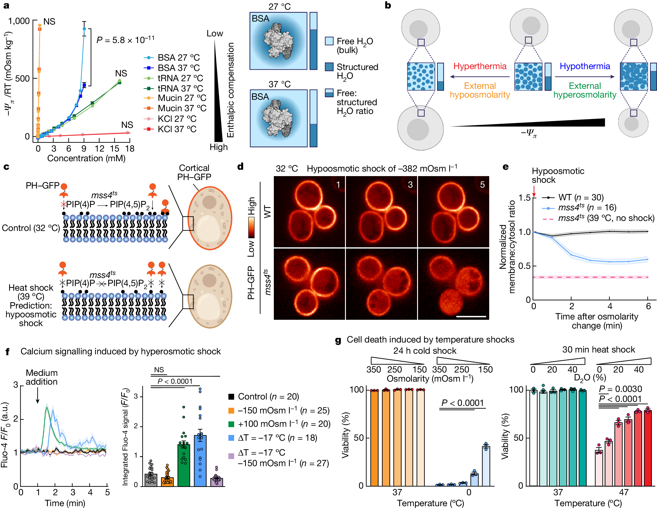 Macromolecular condensation buffers intracellular water potential | Nature