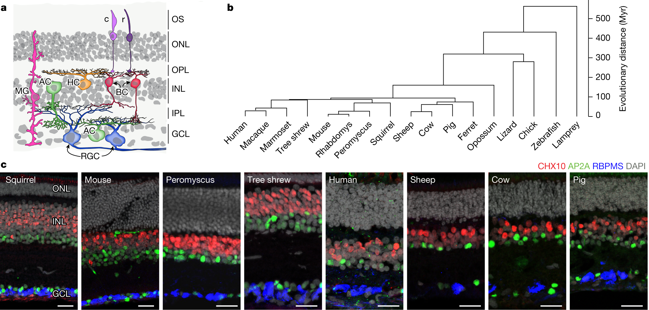 PDF) Integrating Retinal Variables into Graph Visualizing