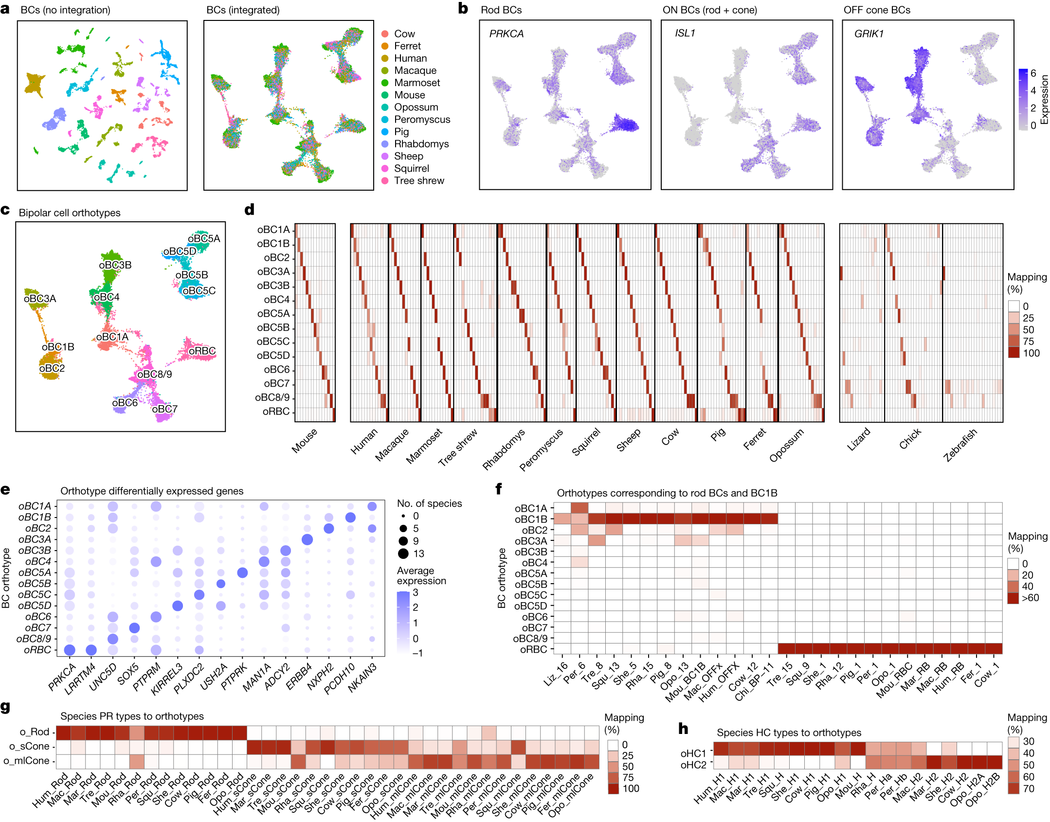 Fig. 3: Multispecies integration of bipolar cells.