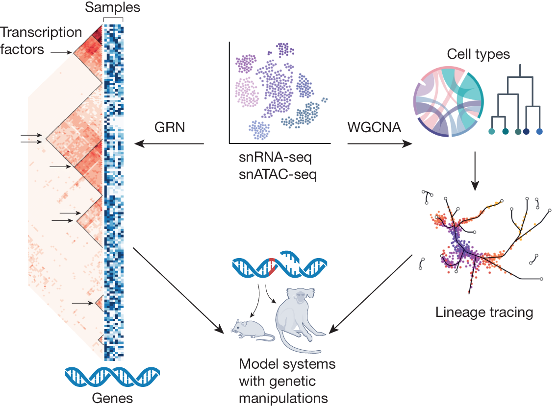 Functional genomics and systems biology in human neuroscience - Vimarsana News