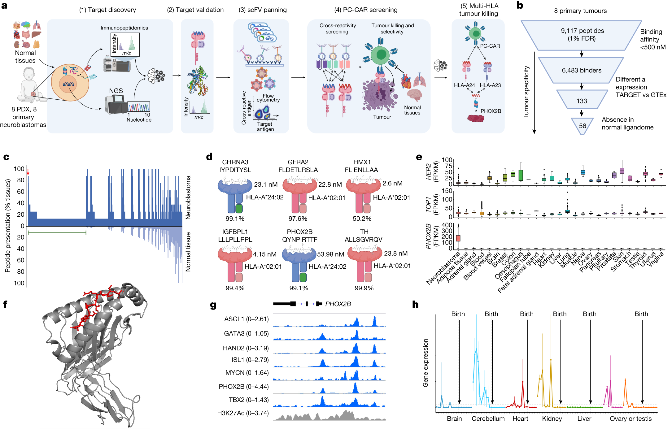 Targeting of intracellular oncoproteins with peptide-centric CARs - Vimarsana News
