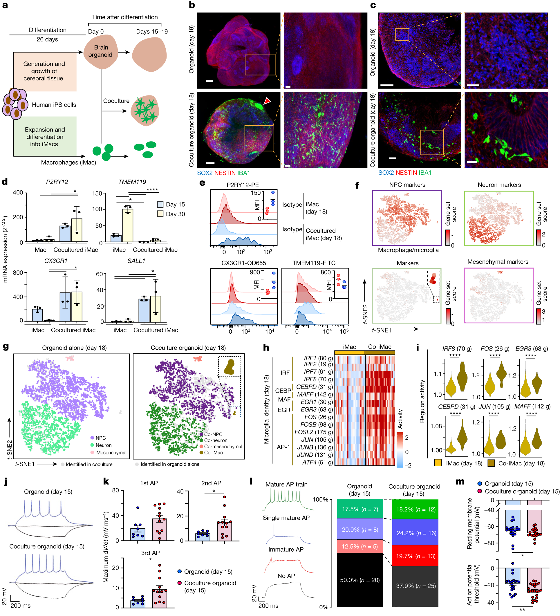 iPS-cell-derived microglia promote brain organoid maturation via  cholesterol transfer | Nature