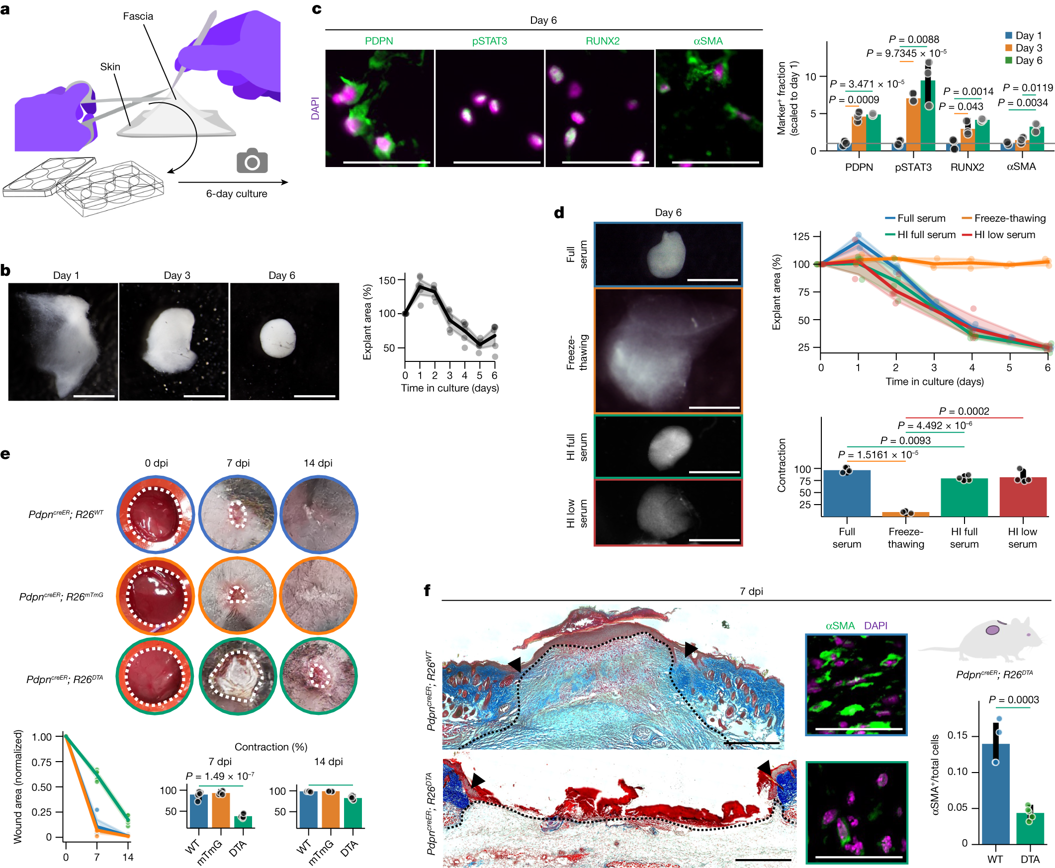 Fig. 2: Targeting fascia differentiation impairs tissue contraction and wound closure.