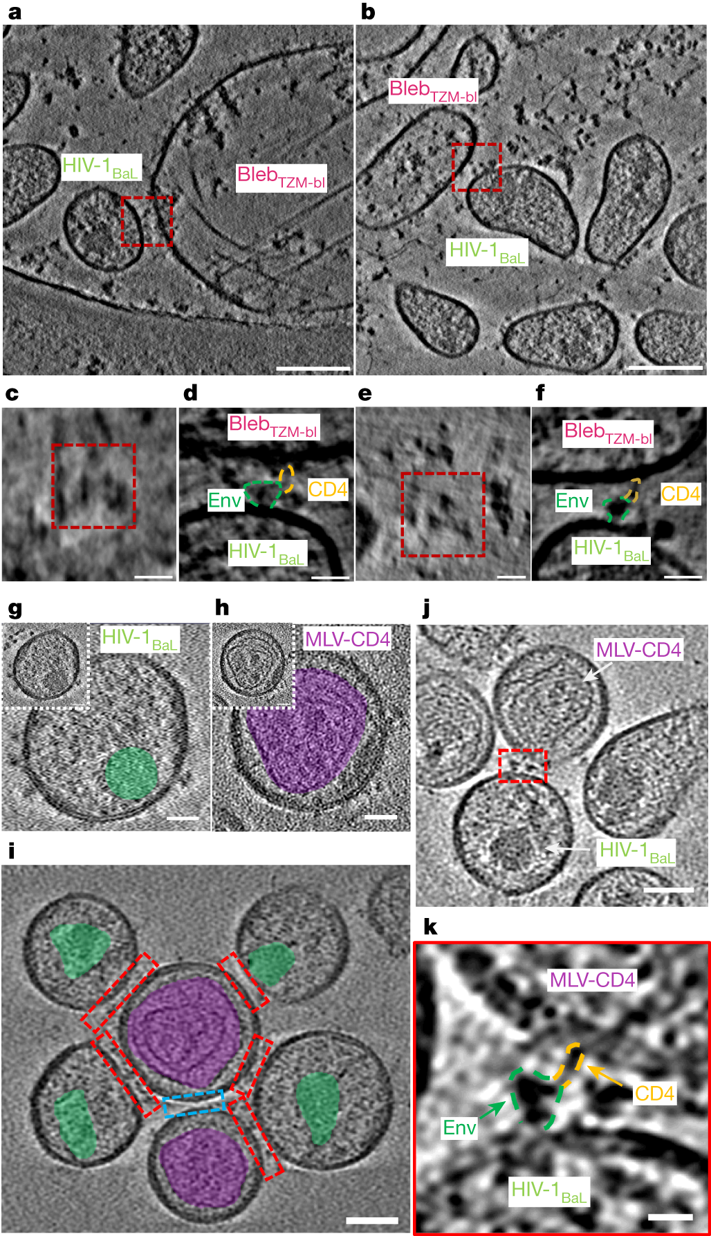 HIV-1 Env trimers asymmetrically engage CD4 receptors in membranes - Vimarsana News