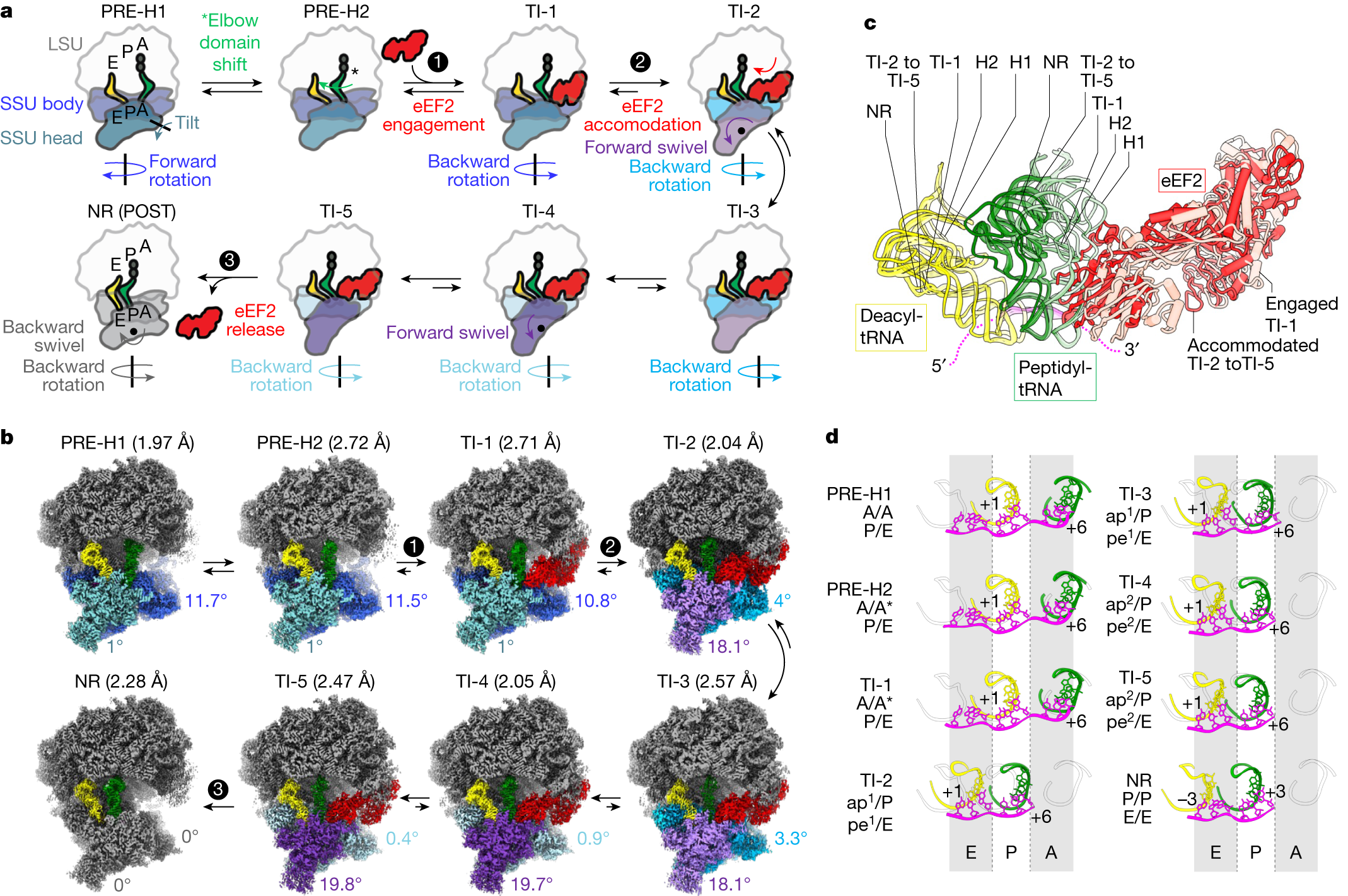 mRNA reading frame maintenance during eukaryotic ribosome translocation |  Nature