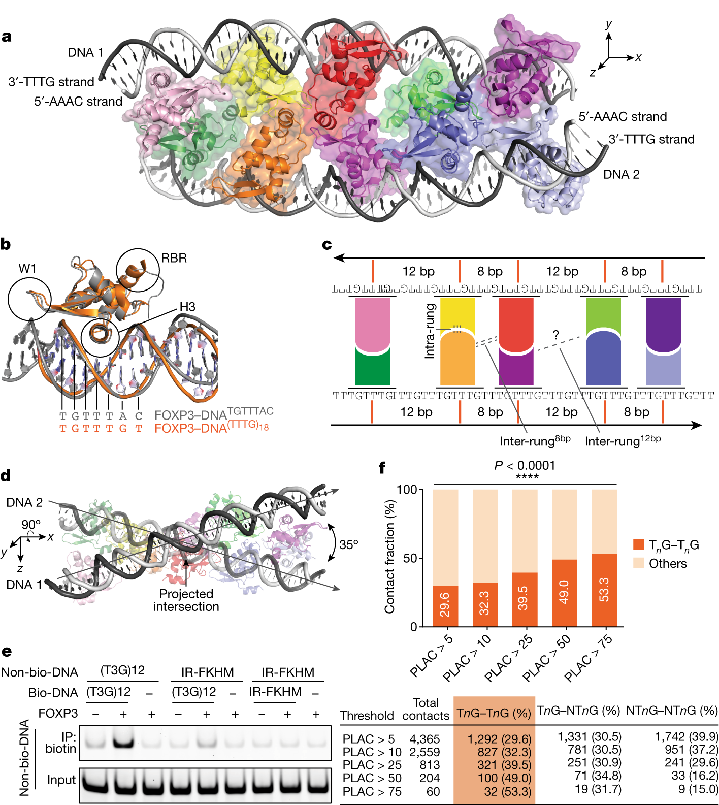 Fig. 2: FOXP3 forms a ladder-like multimer after binding to T3G repeat DNA.