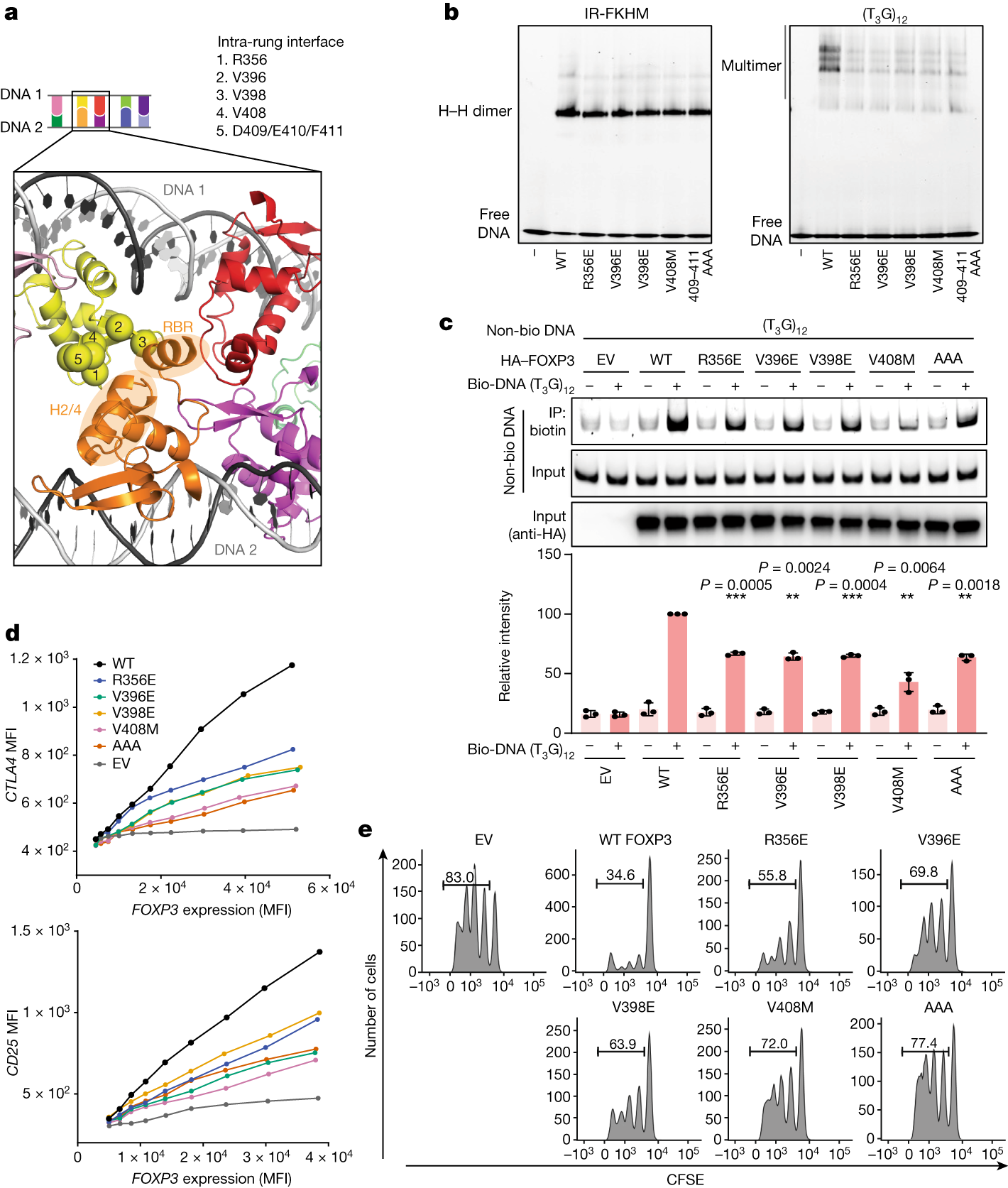 Fig. 3: Intra-rung interactions are essential for TnG repeat recognition, DNA bridging and the cellular functions of FOXP3.
