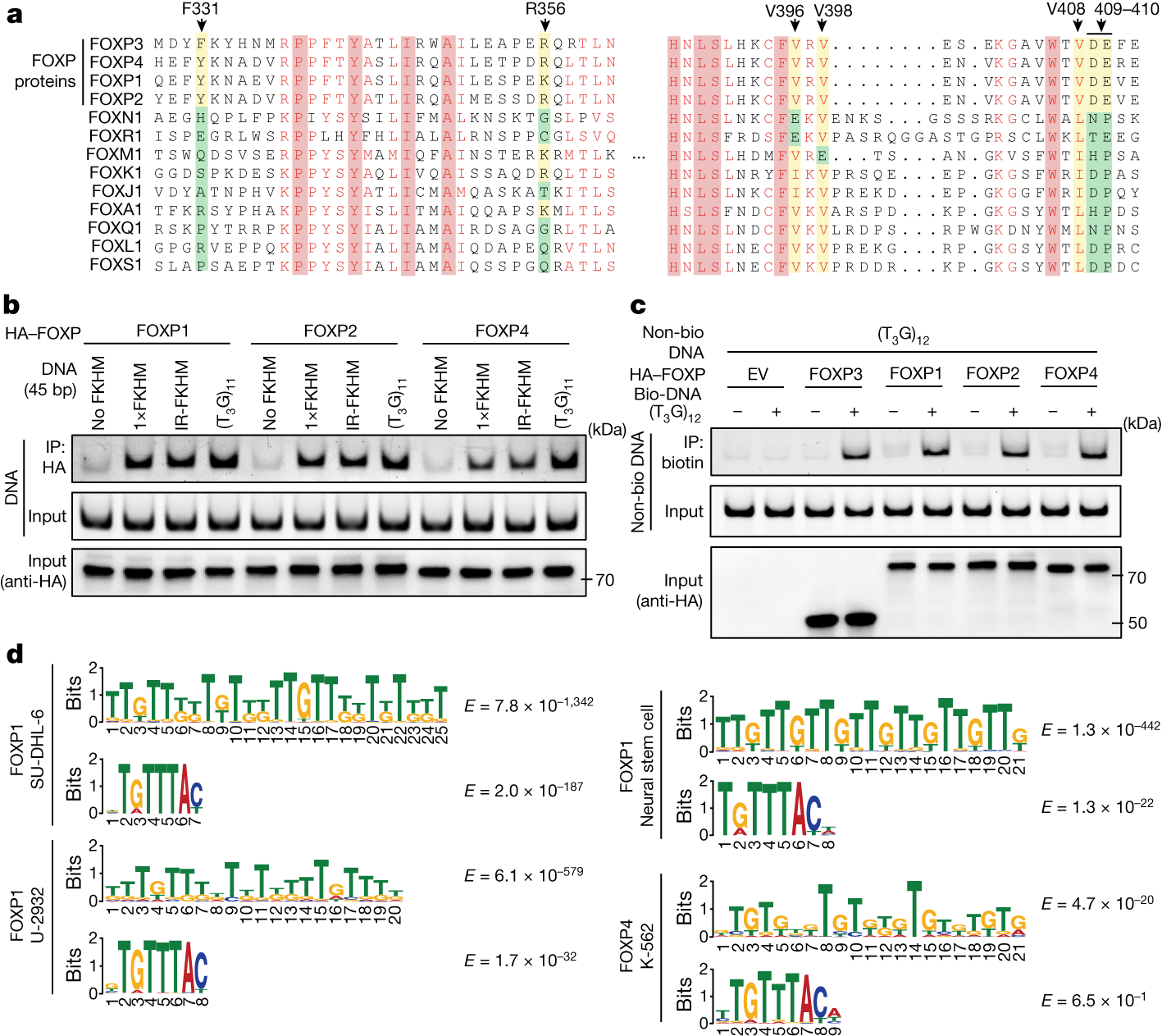 Fig. 5: TnG microsatellite recognition is conserved among FOXP3 orthologues and paralogues.