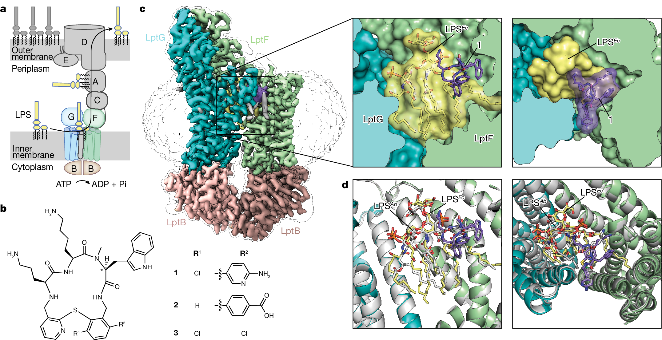 A new antibiotic traps lipopolysaccharide in its intermembrane transporter - Vimarsana News
