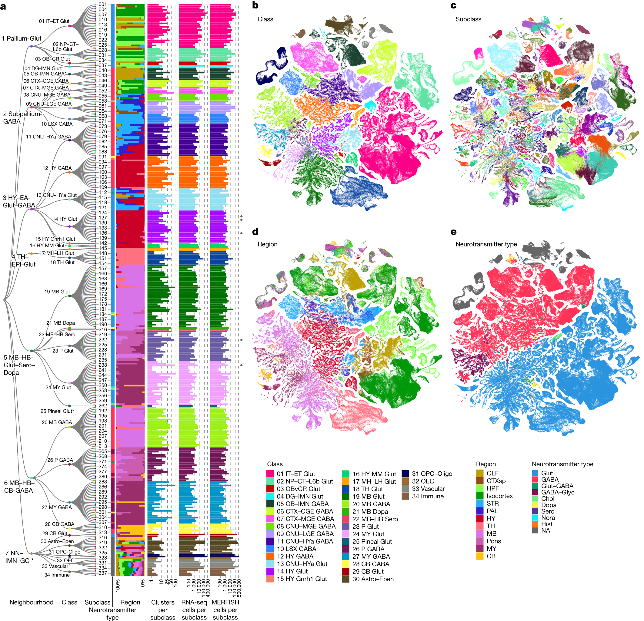 What a look at more than 3,000 kinds of cells in the human brain