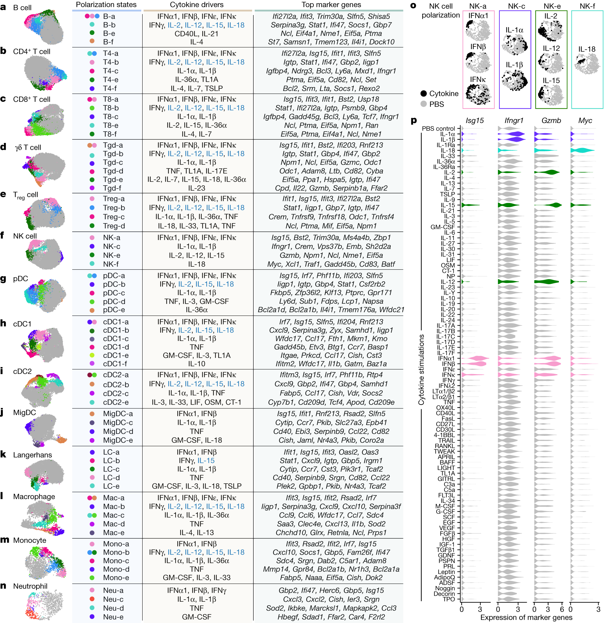 Fig. 3: Cytokines drive diverse polarization states in each cell type.