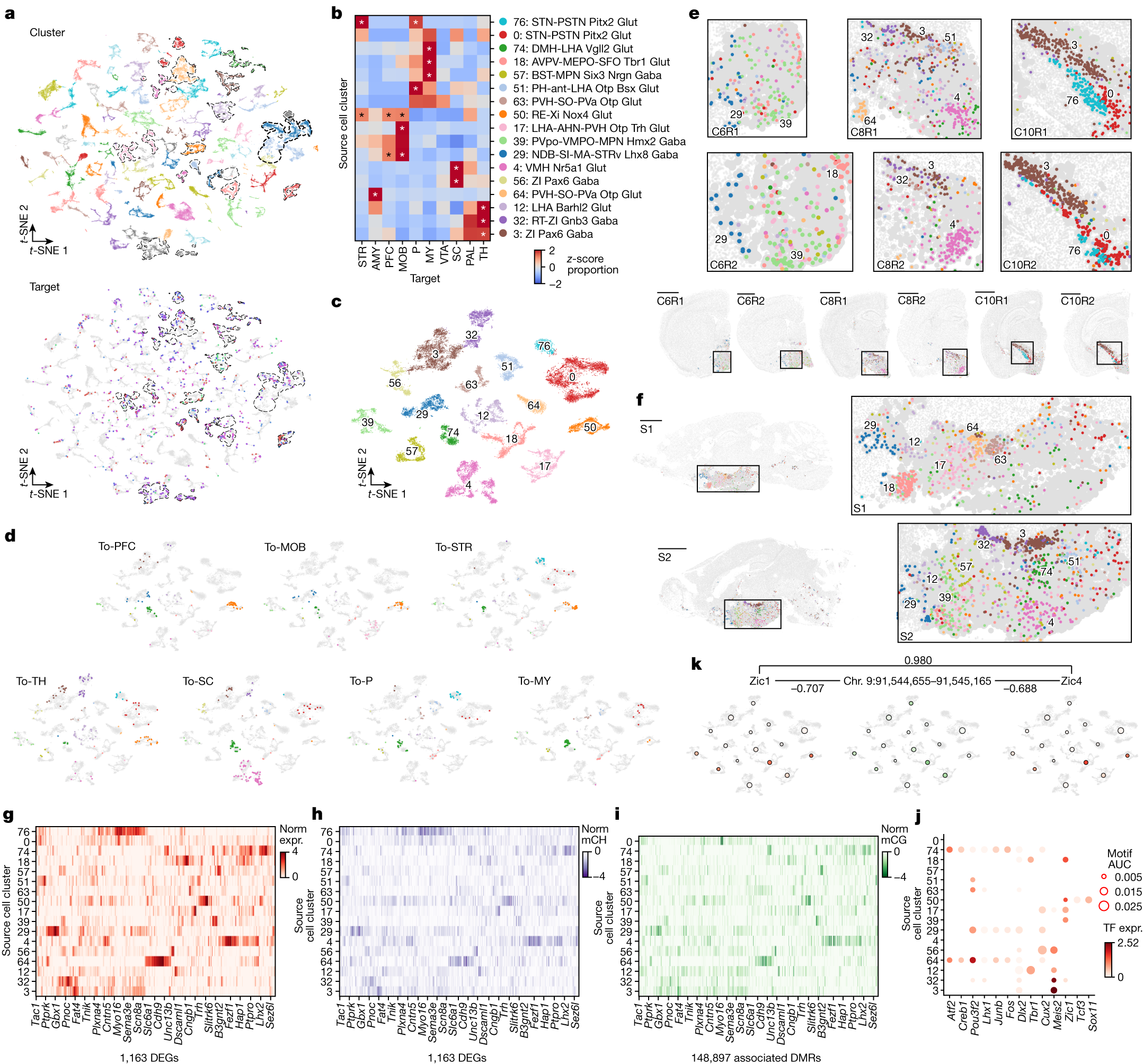 Fig. 3: The diversity of cell type, spatial location and gene regulation of hypothalamic projection neurons.