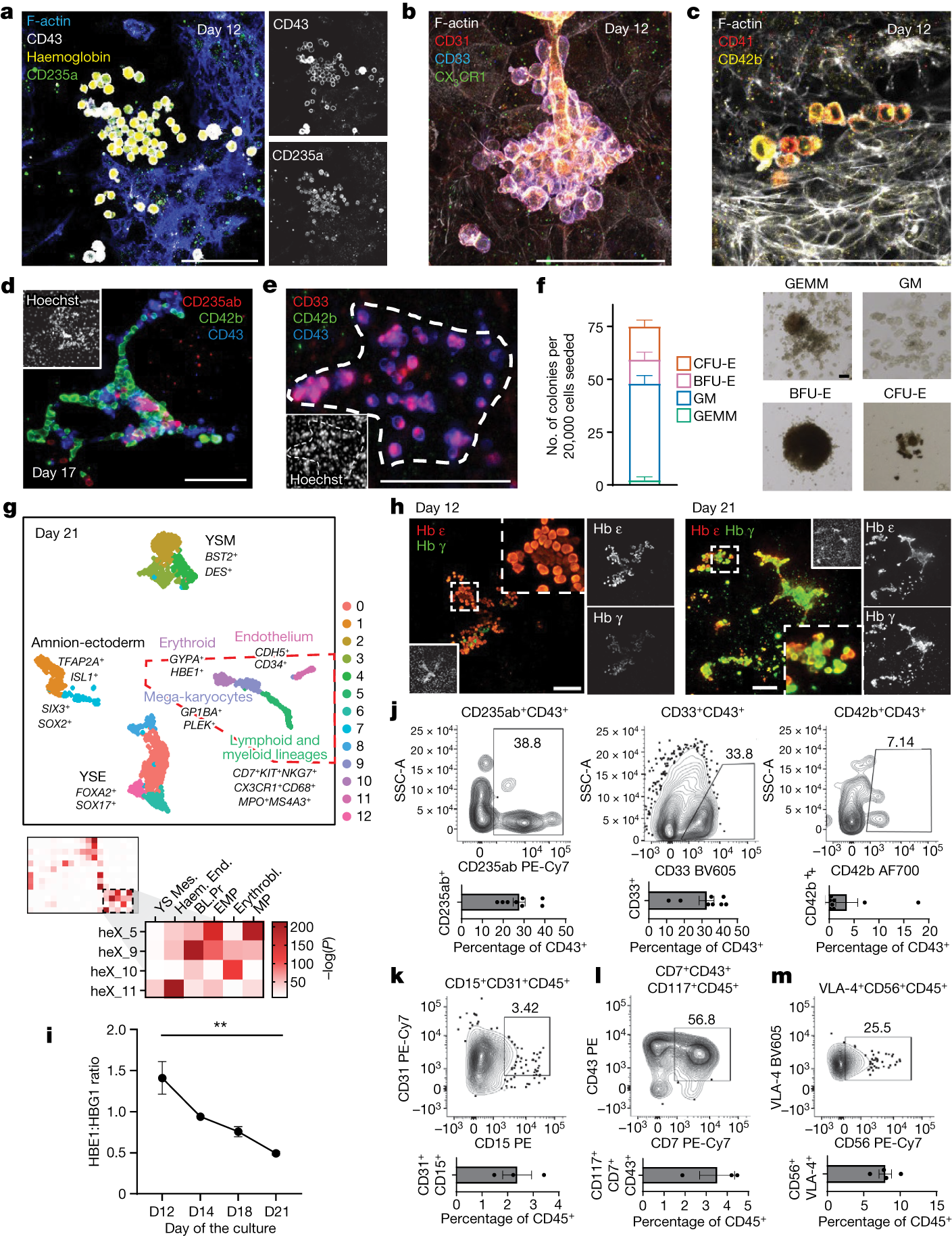 Fig. 5: Haematopoietic programme characterization in heX-embryoids.
