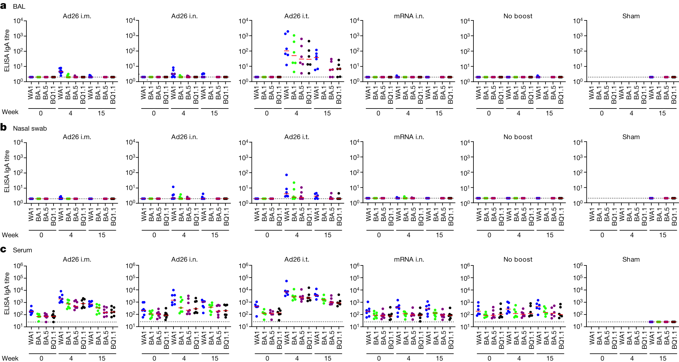 Fig. 3: Mucosal and peripheral IgA spike-specific binding antibody responses.