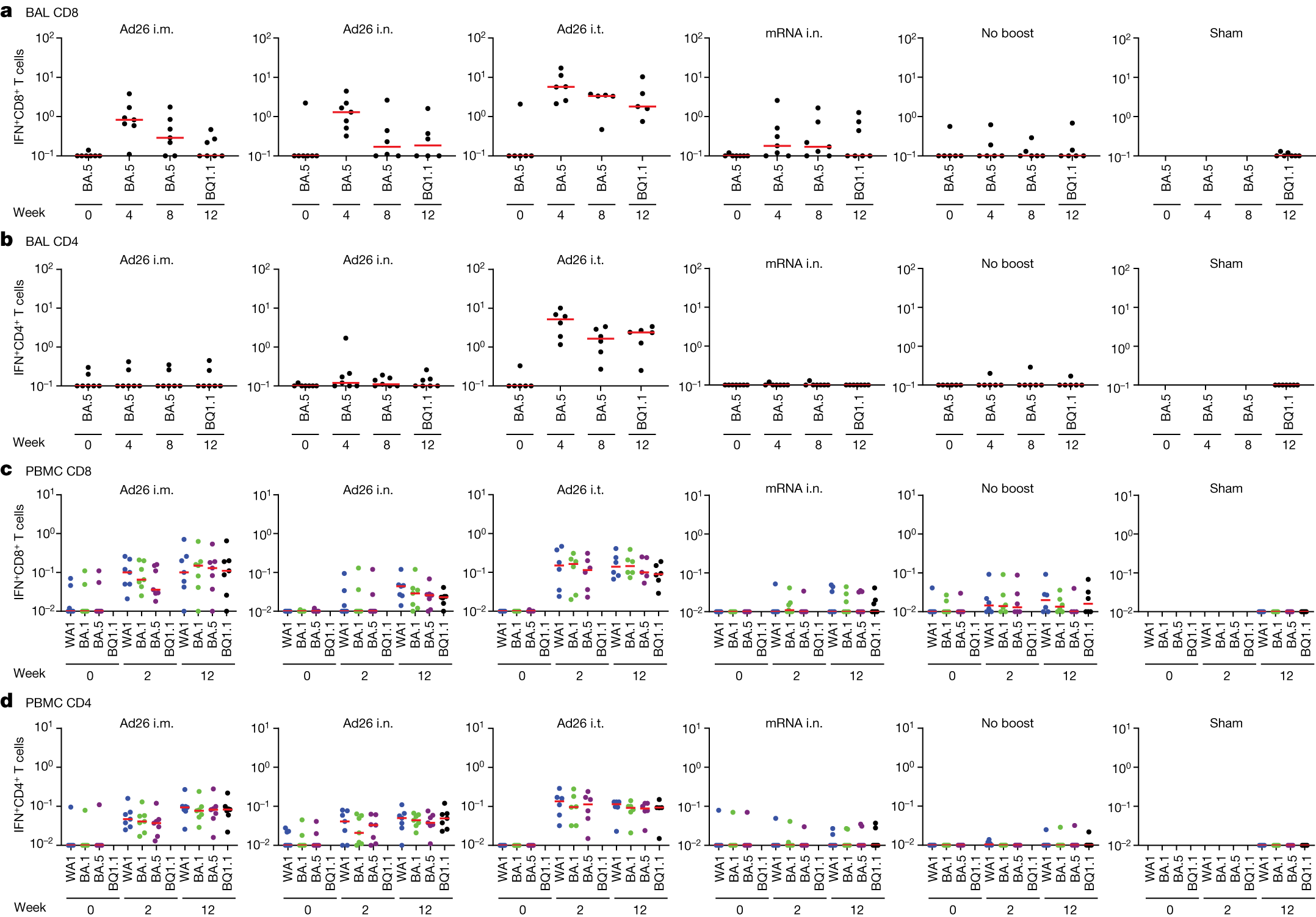 Fig. 4: Mucosal and peripheral T cell responses.